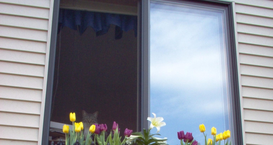 kwiaty i rolety w oknach
