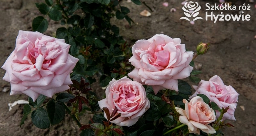 sadzonki róż z certyfikatem ADR - Szkółka Róż Hyżowie